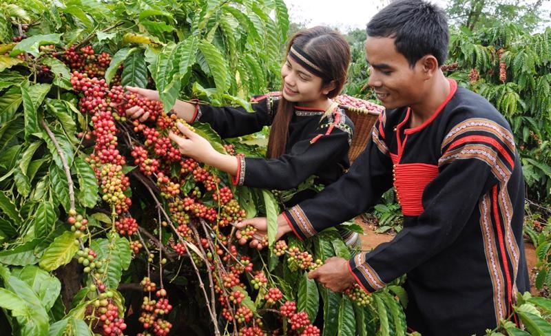 Bản tin nông sản hôm nay (11-6): Giá cà phê và hồ tiêu tăng-giảm trái chiều