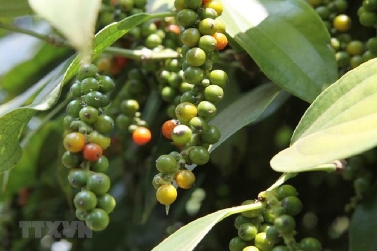 Bản tin nông sản hôm nay (13-6): Giá hồ tiêu đi ngang