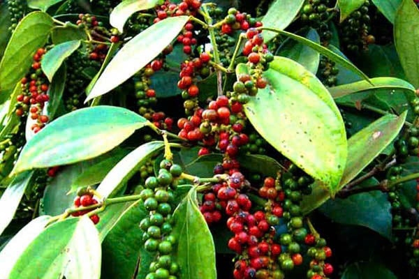 Bản tin nông sản hôm nay (19-6): Giá hồ tiêu, cà phê giảm nhẹ