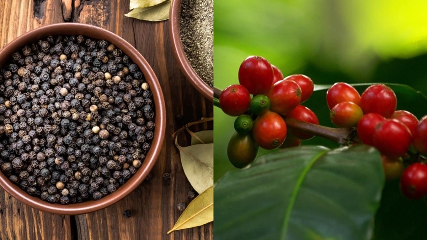Bản tin nông sản hôm nay (24-6): Giá cà phê và hồ tiêu ổn định, lúa gạo ít biến động
