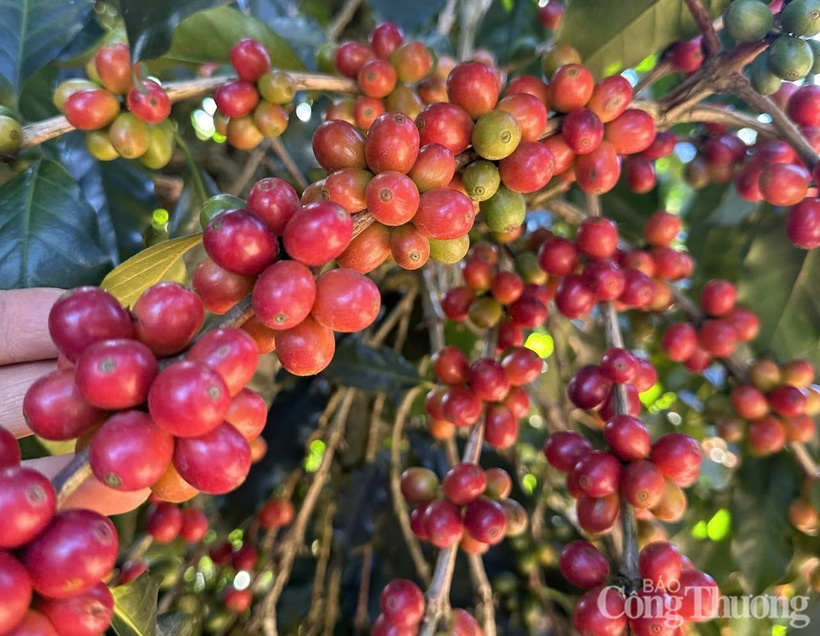 Bản tin nông sản hôm nay (25-6): Giá cà phê trong nước bật tăng