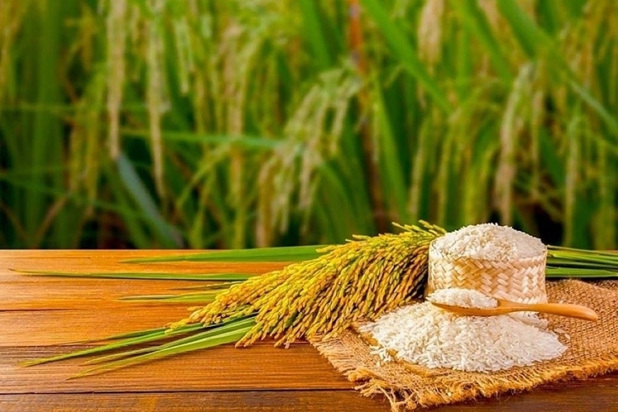 Bản tin nông sản hôm nay (2-7): Giá cà phê và hồ tiêu tiếp đà tăng, lúa tươi đảo chiều giảm