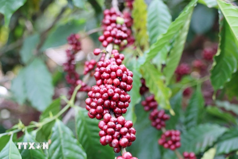 Bản tin nông sản hôm nay (4-7): Giá cà phê giảm, hồ tiêu tăng nhẹ