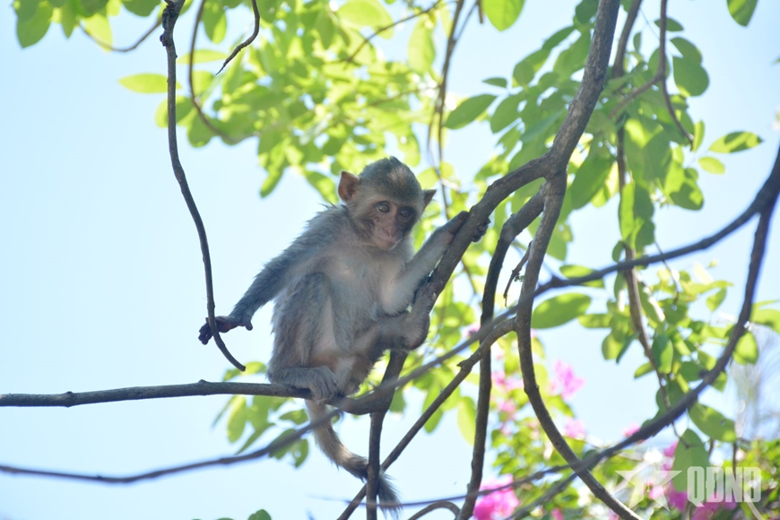 Trải nghiệm đảo Khỉ ở Nha Trang