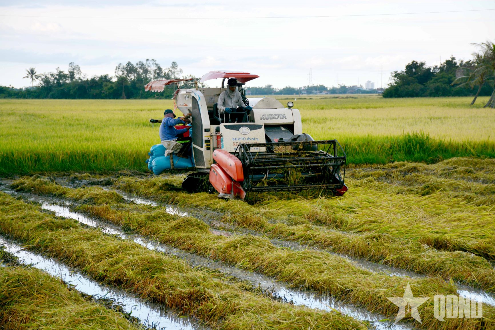 Mỗi vụ mùa thắng lợi, là Tổ quốc lớn lên