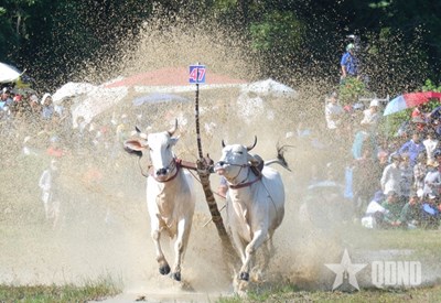 Gallery - 	An Giang: Độc đáo Hội đua bò Bảy Núi
