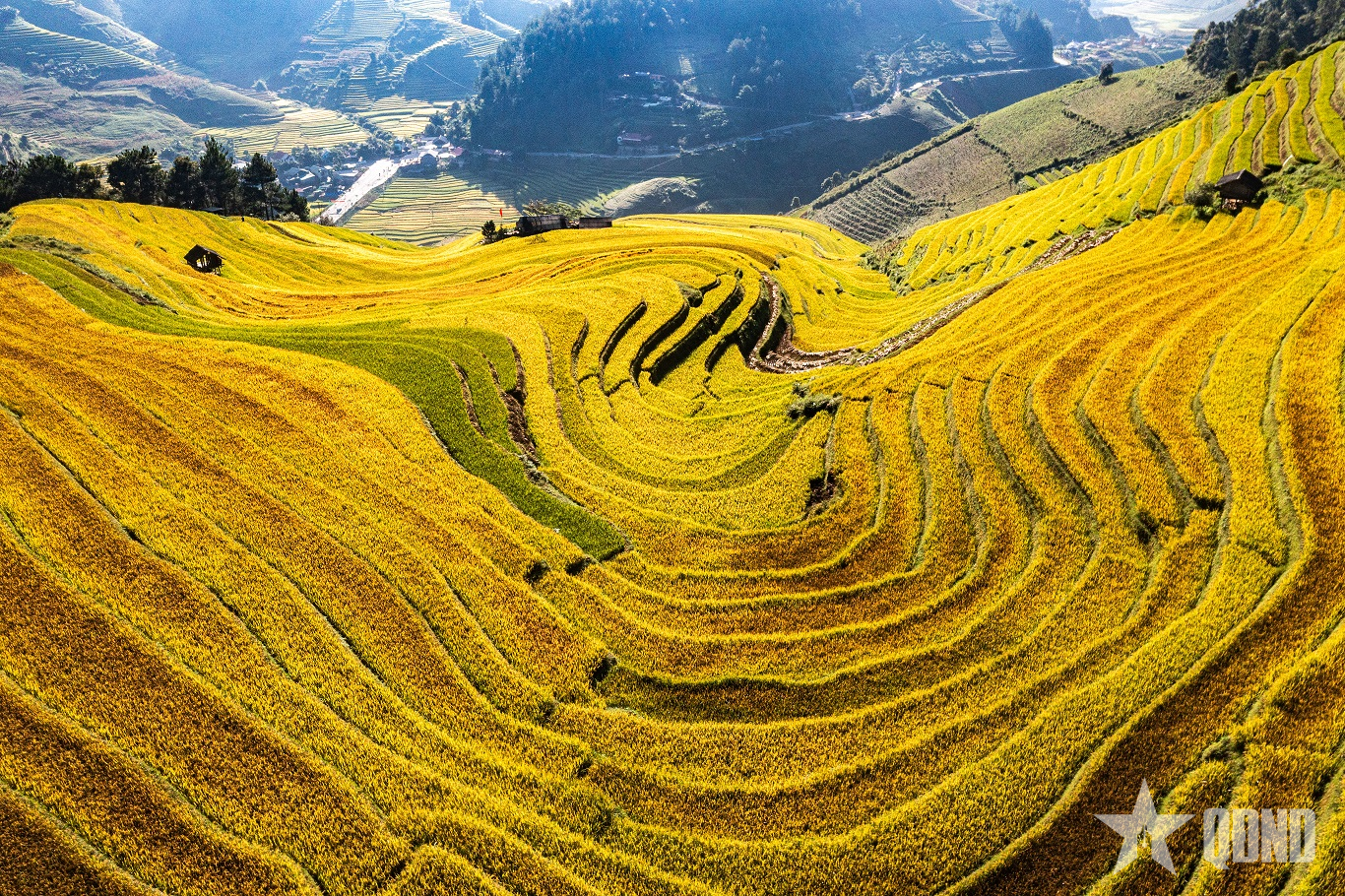 Mùa vàng ở Mù Cang Chải