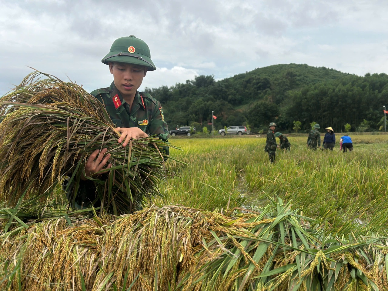 Cán bộ, chiến sĩ Trung đoàn 98 (Sư đoàn 316) khẩn trương giúp dân thu hoạch lúa, hoa màu