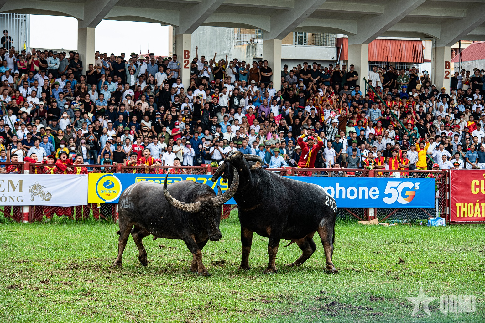 Lễ hội chọi trâu Đồ Sơn: Di sản văn hóa phi vật thể độc đáo