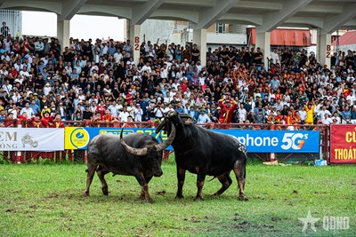 View - 	Lễ hội chọi trâu Đồ Sơn: Di sản văn hóa phi vật thể độc đáo