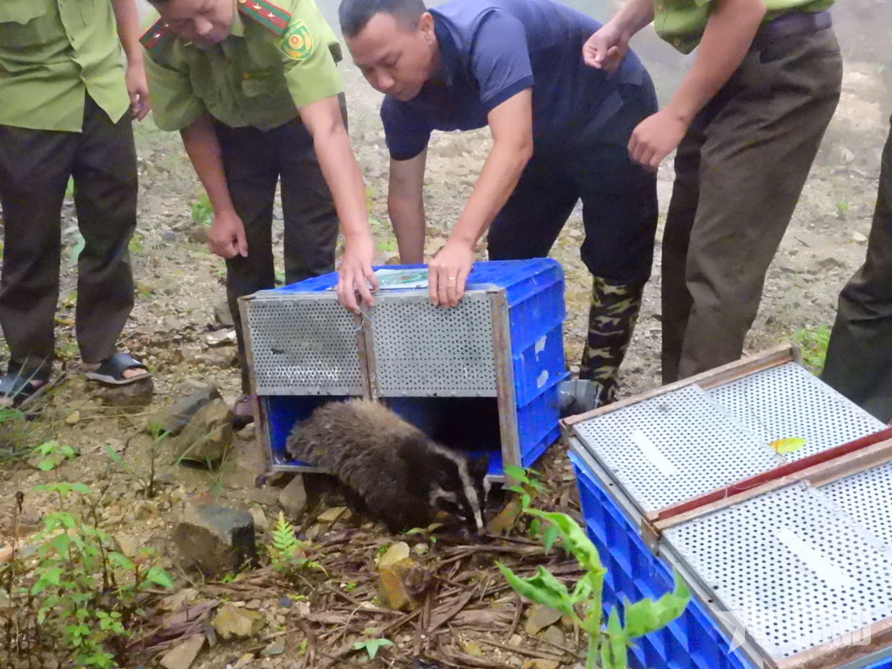 Tái thả 91 cá thể động vật hoang dã về tự nhiên