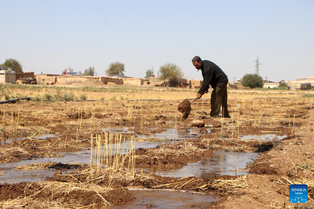 Hạn hán nghiêm trọng buộc nông dân rời khỏi vựa lúa mì của Syria