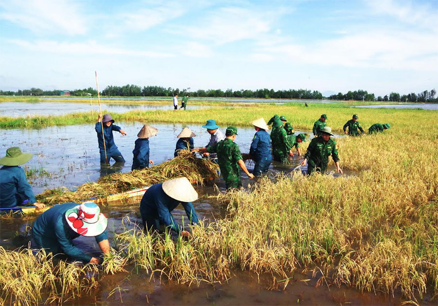 Lực lượng vũ trang tỉnh Tây Ninh giúp dân gặt lúa, dựng nhà trong thiên tai