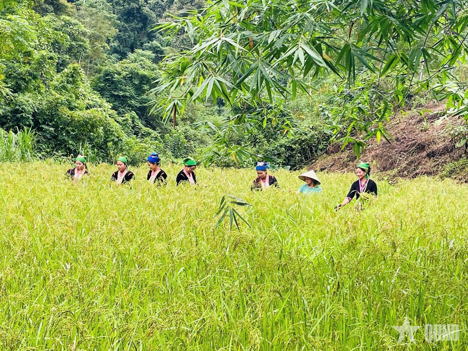 Nghệ An: Lễ mừng lúa mới của đồng bào dân tộc Khơ Mú ở xã vùng cao