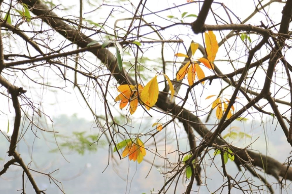 Mùa lá chao nghiêng...