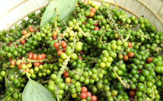 Bản tin nông sản hôm nay (29-10): Giá cà phê giảm mạnh