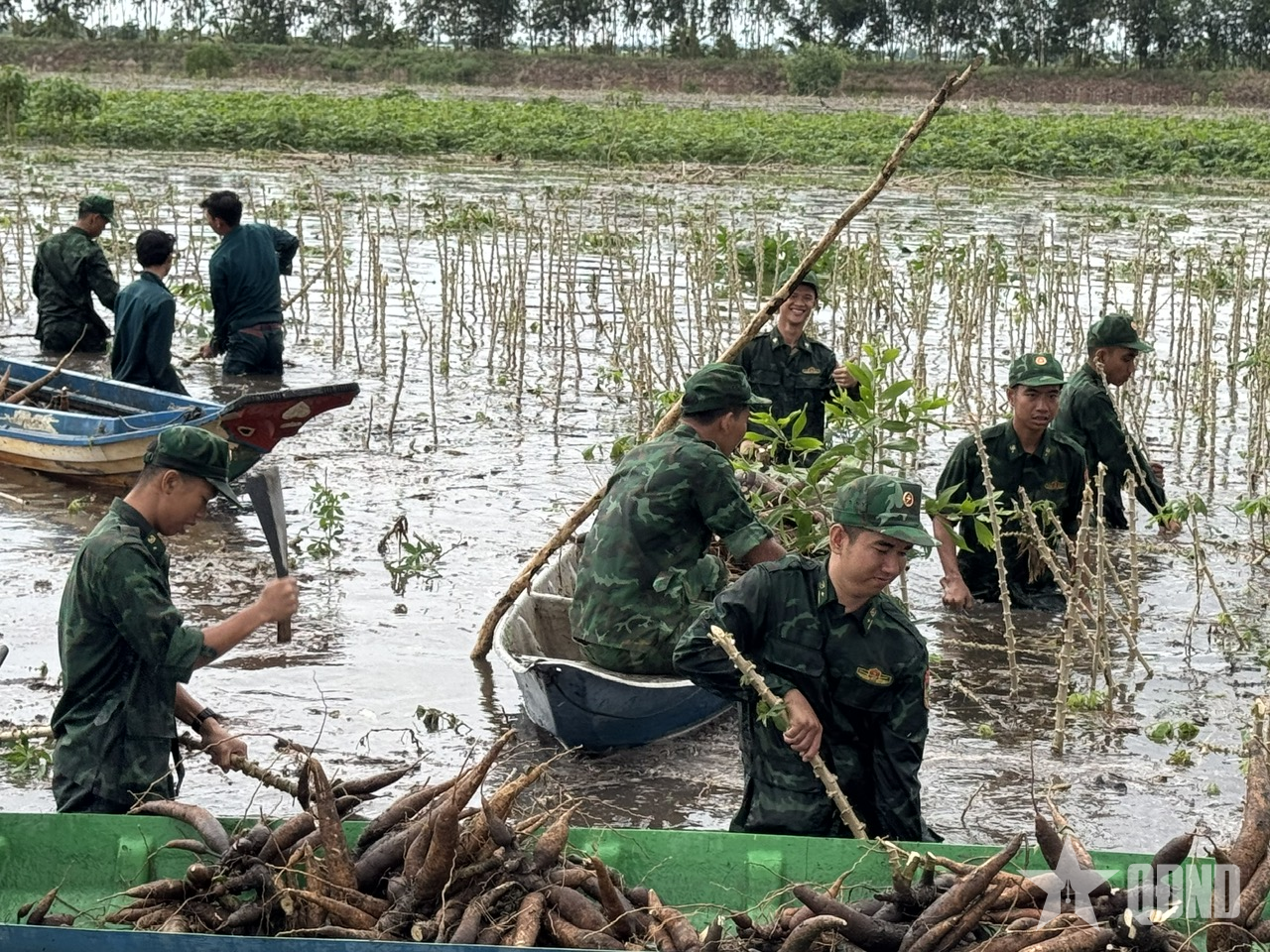 Bộ đội Biên phòng tỉnh An Giang tích cực giúp dân thu hoạch hoa màu, gia cố bờ bao chống lũ