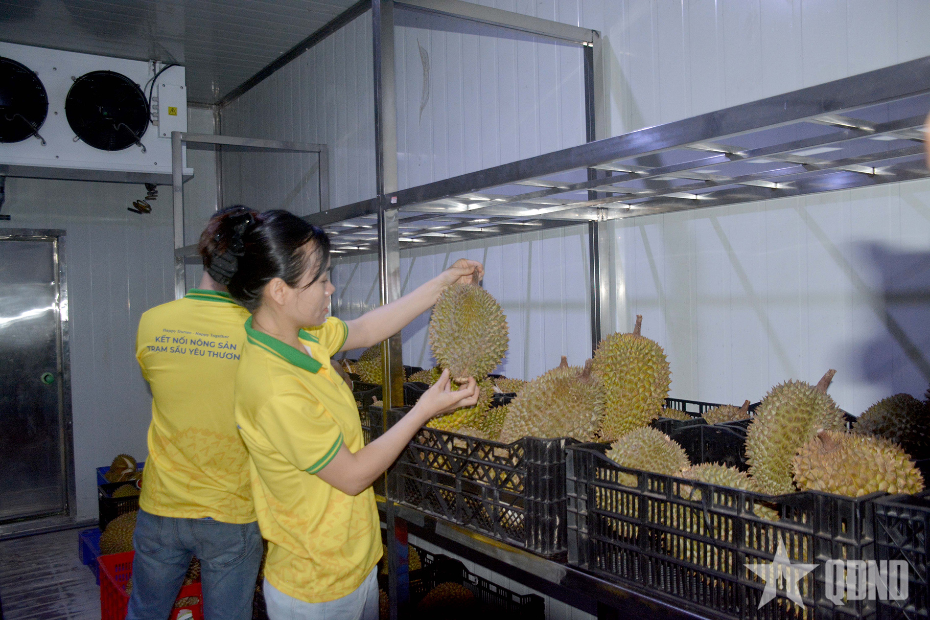 Xuất khẩu sầu riêng sang Trung Quốc trở lại bình thường