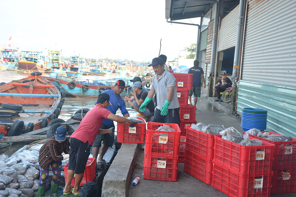 Ống kính bạn đọc: Nhộn nhịp cảng cá Phan Rí Cửa