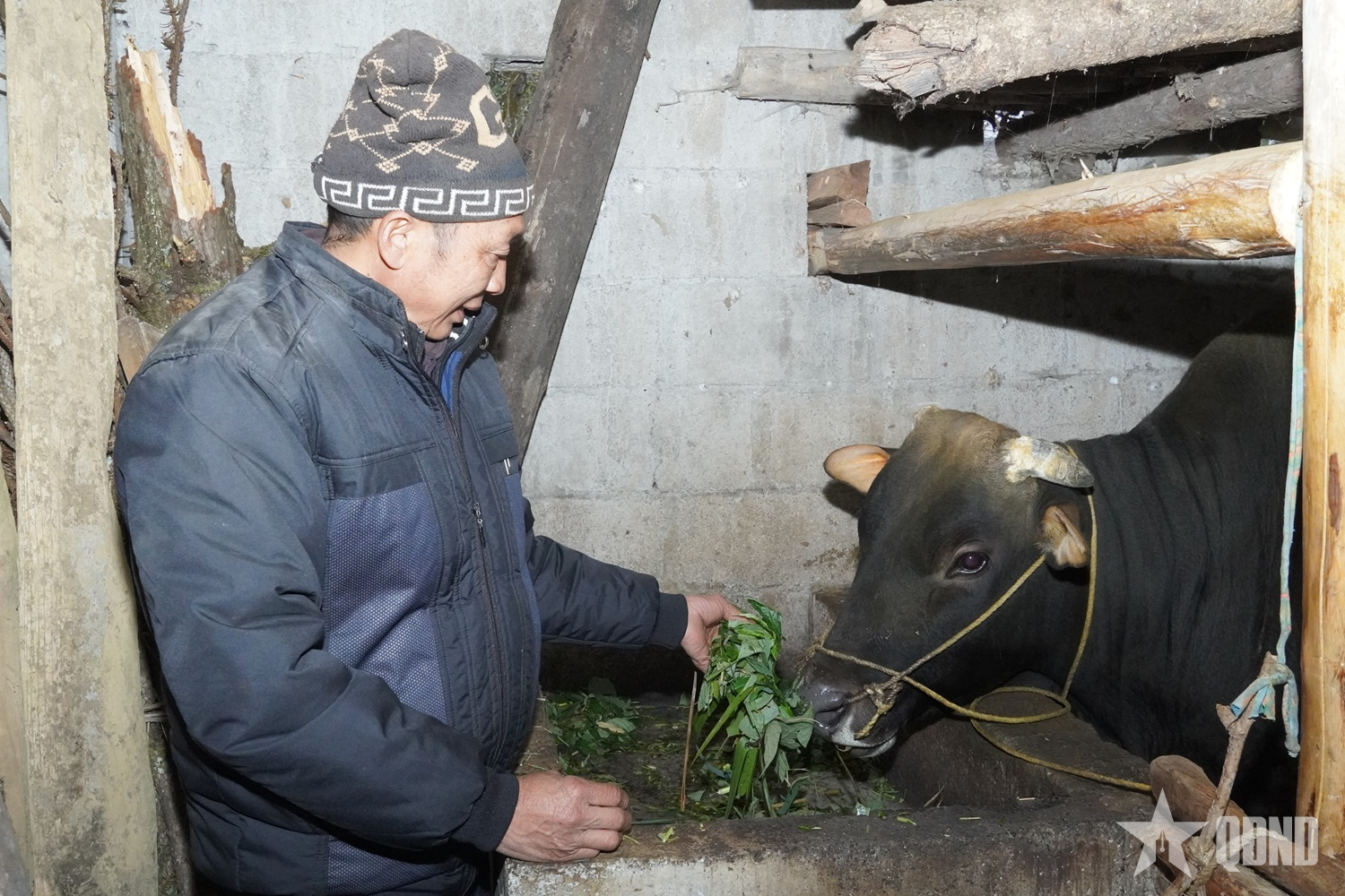 Xã Sơn Vĩ (Tuyên Quang): Chủ động phòng, chống đói, rét cho đàn gia súc

