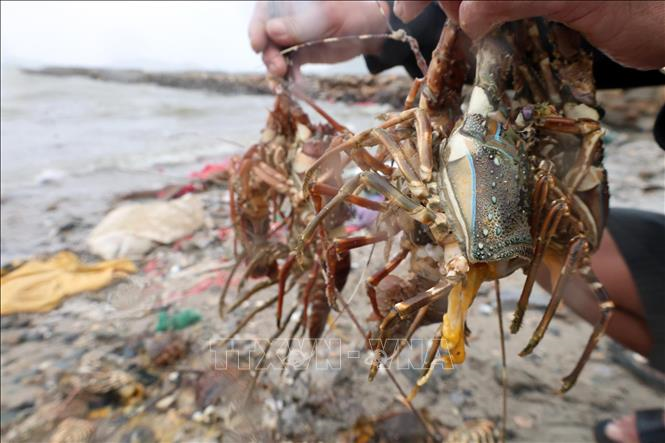 Thông tin 10 người thiệt mạng do dính axit khi lặn vớt tôm hùm trên mạng xã hội là tin giả

