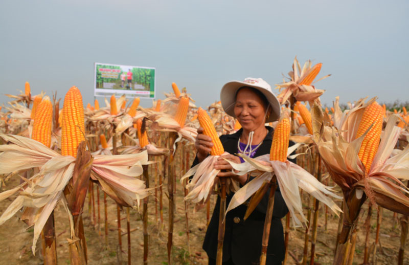 Cây trồng chuyển gen giúp tăng năng suất, cải thiện chất lượng nông sản