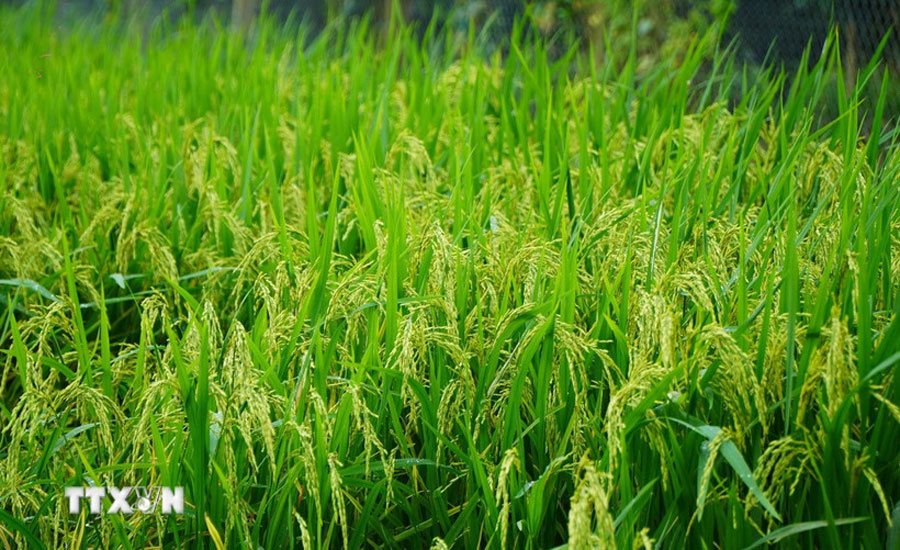 Bản tin nông sản hôm nay (26-11): Giá cà phê giảm, gạo và hồ tiêu bình ổn