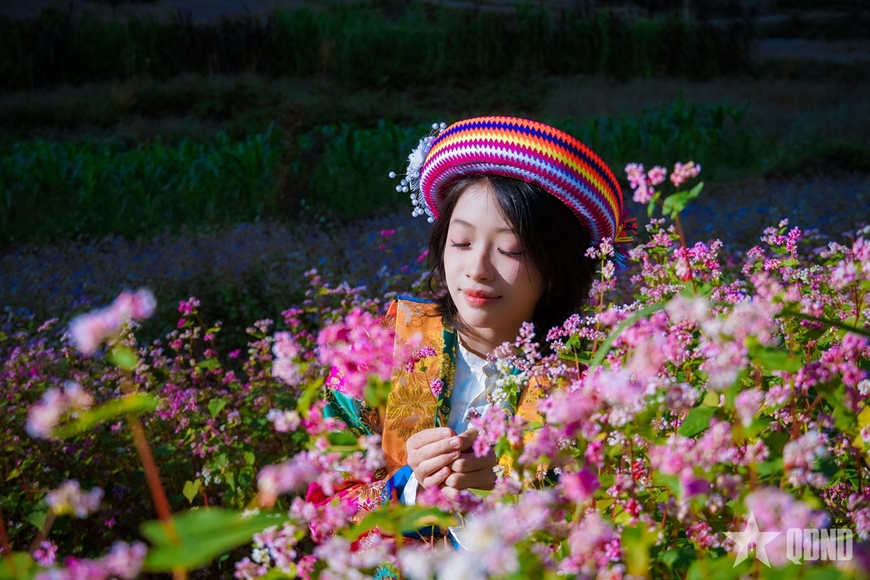 Miền đá thức giấc giữa sắc hồng tam giác mạch Miền đá thức giấc giữa sắc hồng tam giác mạch