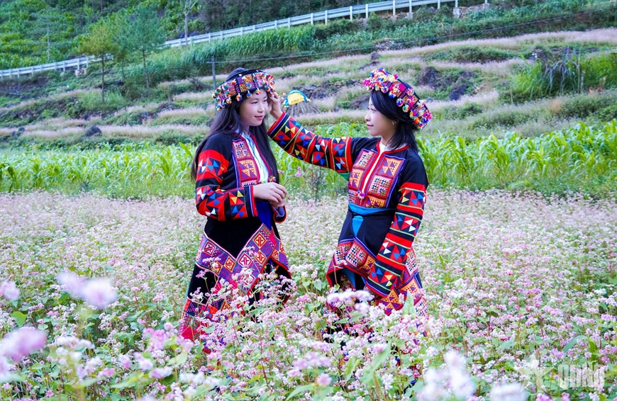 Miền đá thức giấc giữa sắc hồng tam giác mạch Miền đá thức giấc giữa sắc hồng tam giác mạch