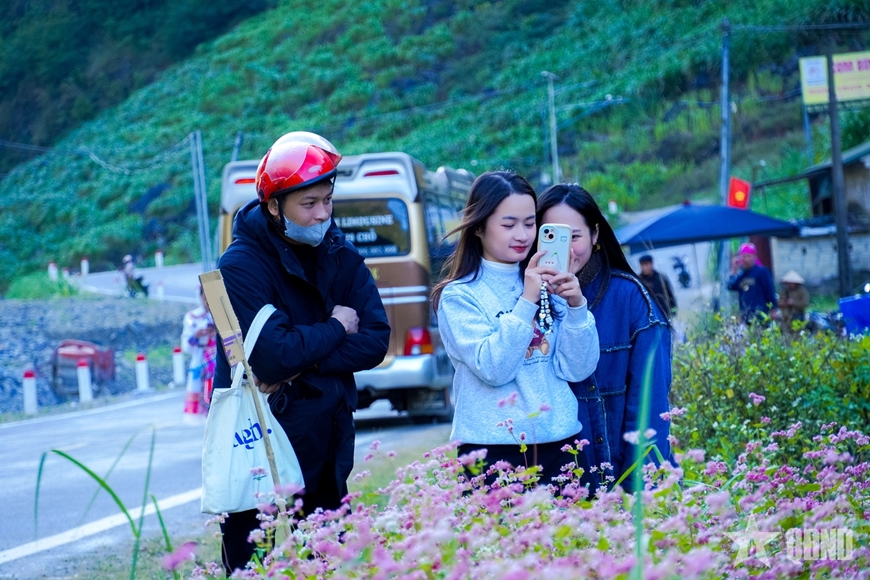 Miền đá thức giấc giữa sắc hồng tam giác mạch Miền đá thức giấc giữa sắc hồng tam giác mạch