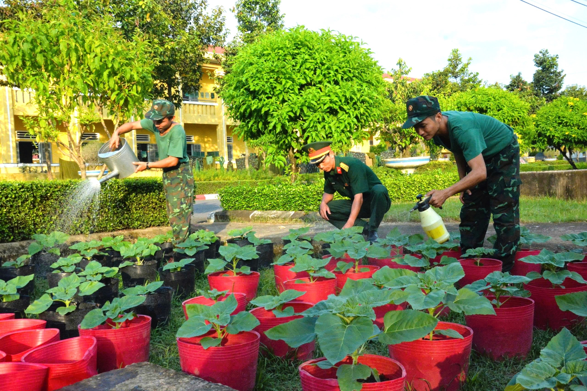 Bộ đội rộn ràng trồng hoa Tết