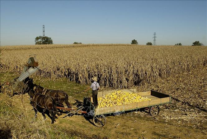 Thuế quan của Mỹ: Washington công bố gói hỗ trợ dành cho nông dân bị ảnh hưởng