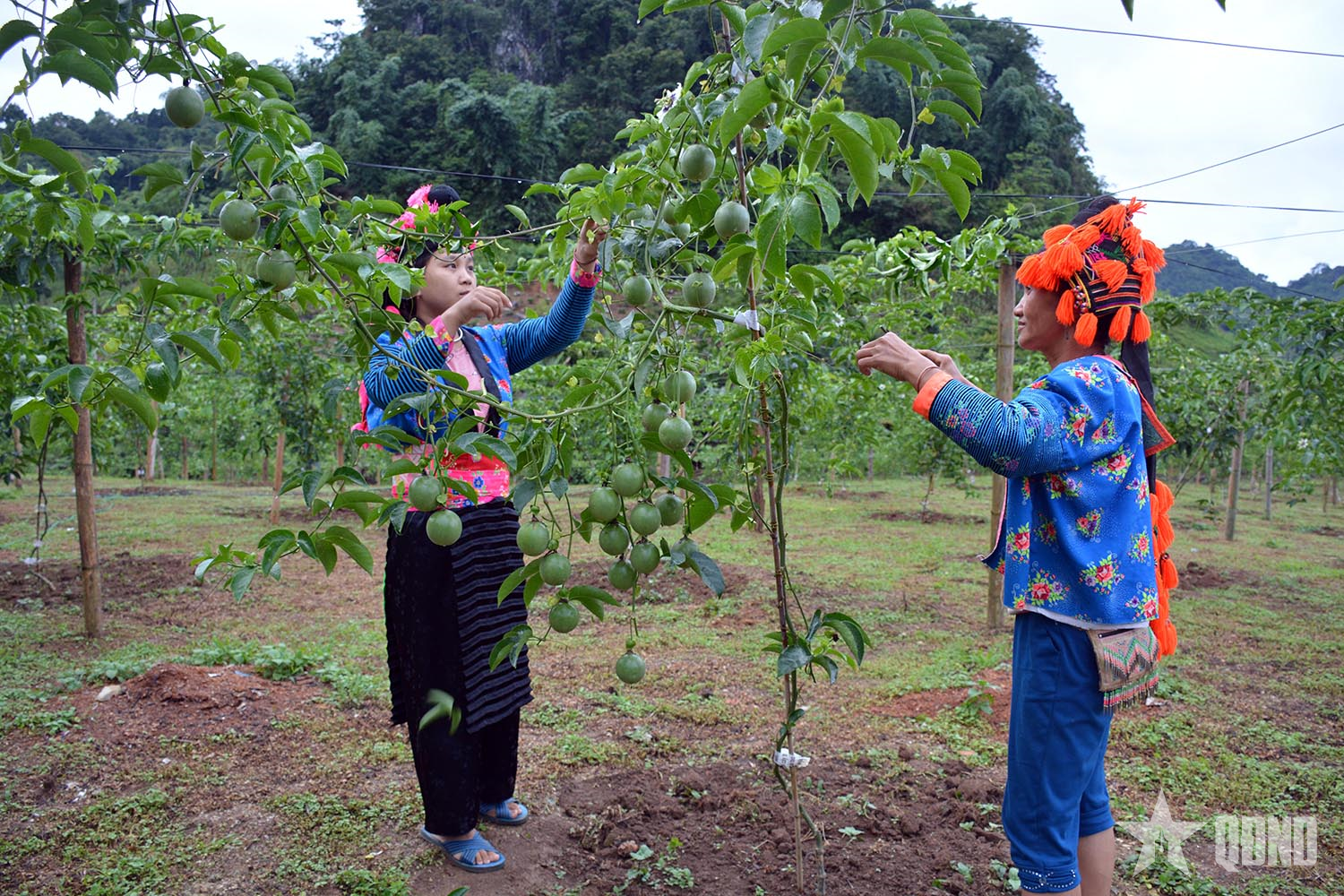 Để chanh leo phát huy hiệu quả kinh tế, phát triển bền vững