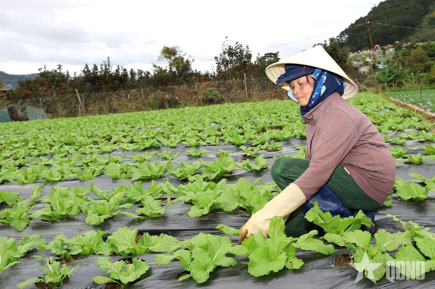 Thủ phủ rau Lâm Đồng hồi sinh