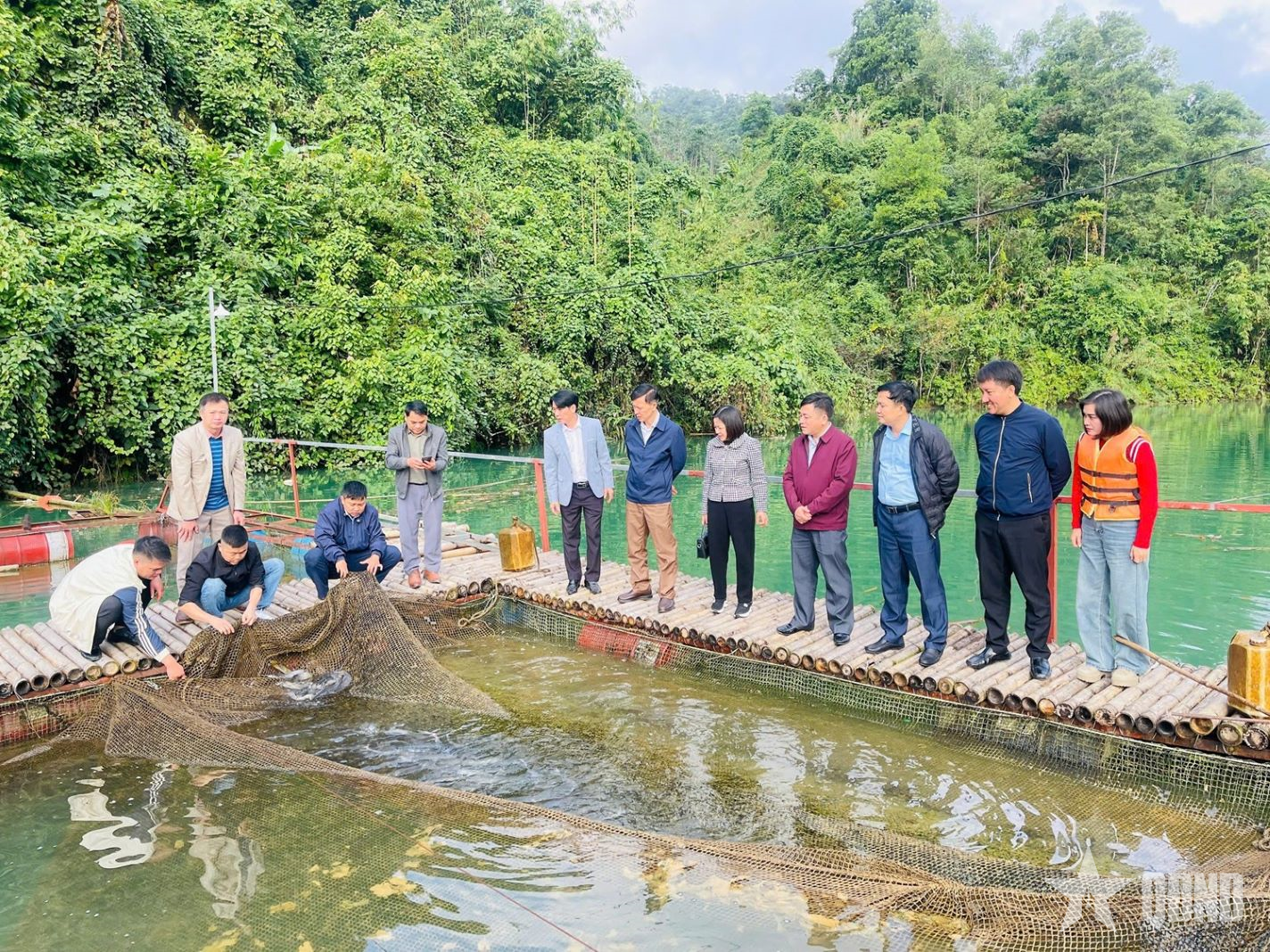 Tuyên Quang: Thêm sinh kế cho người dân từ mô hình nuôi cá lăng chấm trên lòng hồ