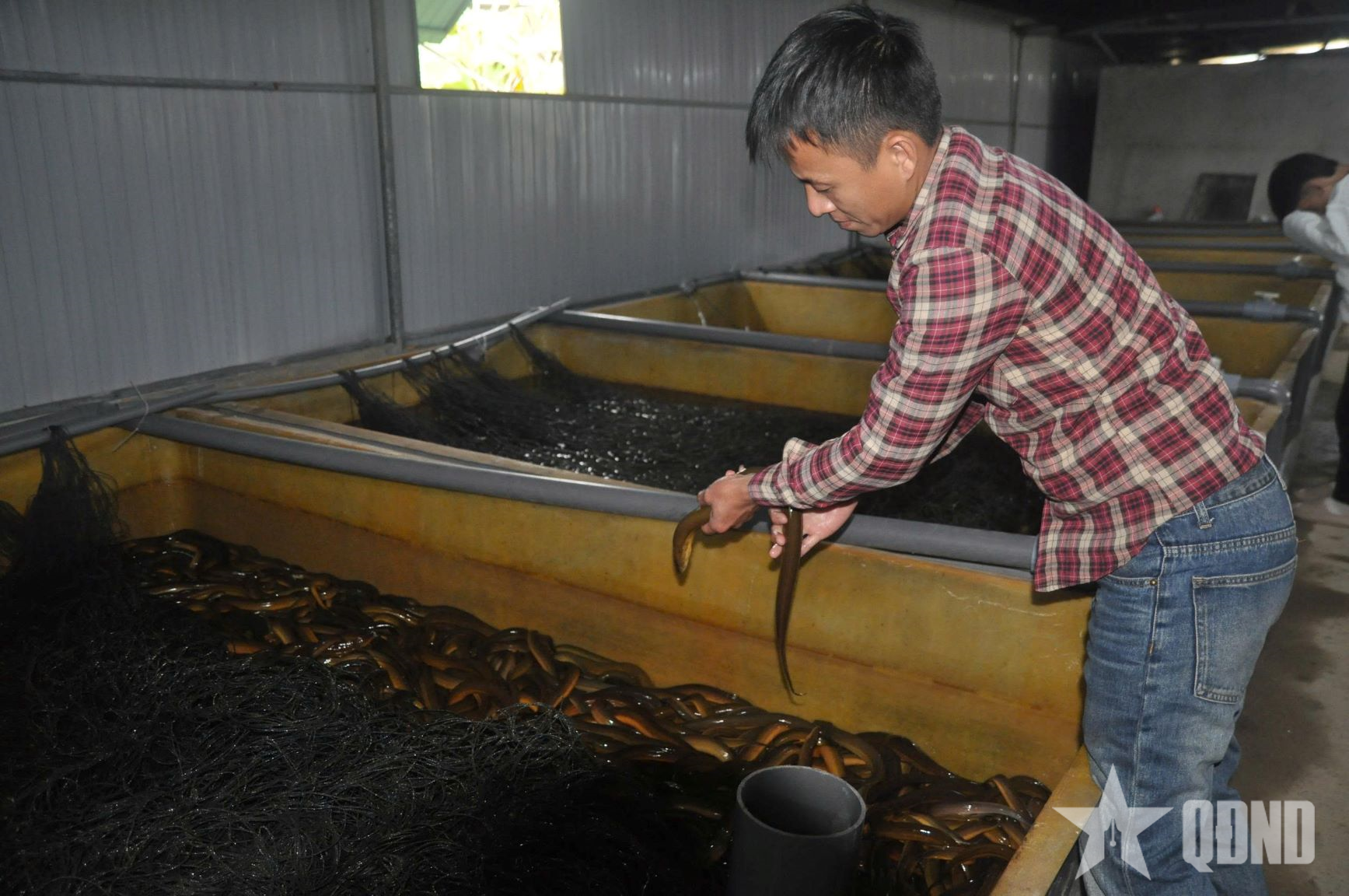 Mô hình nuôi lươn không bùn hiệu quả 