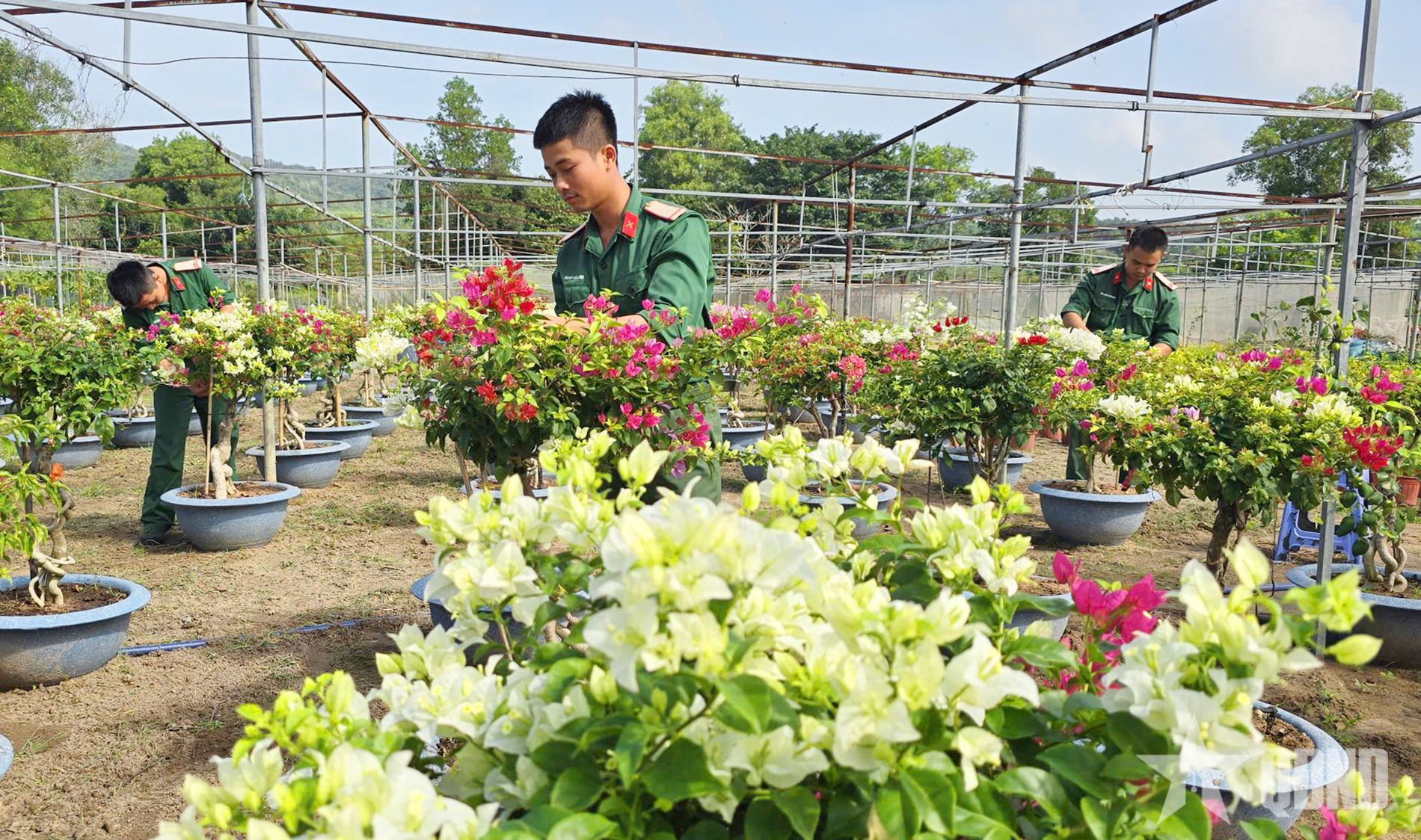 Bộ đội Trung đoàn Minh Đạm hồ hởi chuẩn bị vườn hoa Tết