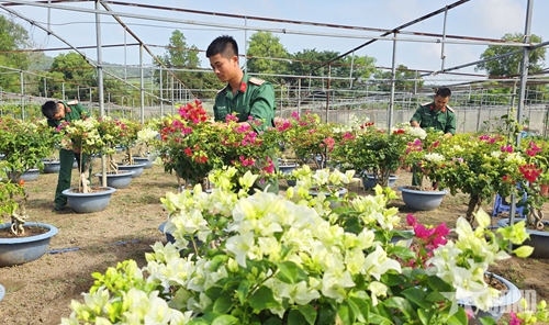 Bộ đội Trung đoàn Minh Đạm hồ hởi chuẩn bị vườn hoa Tết
