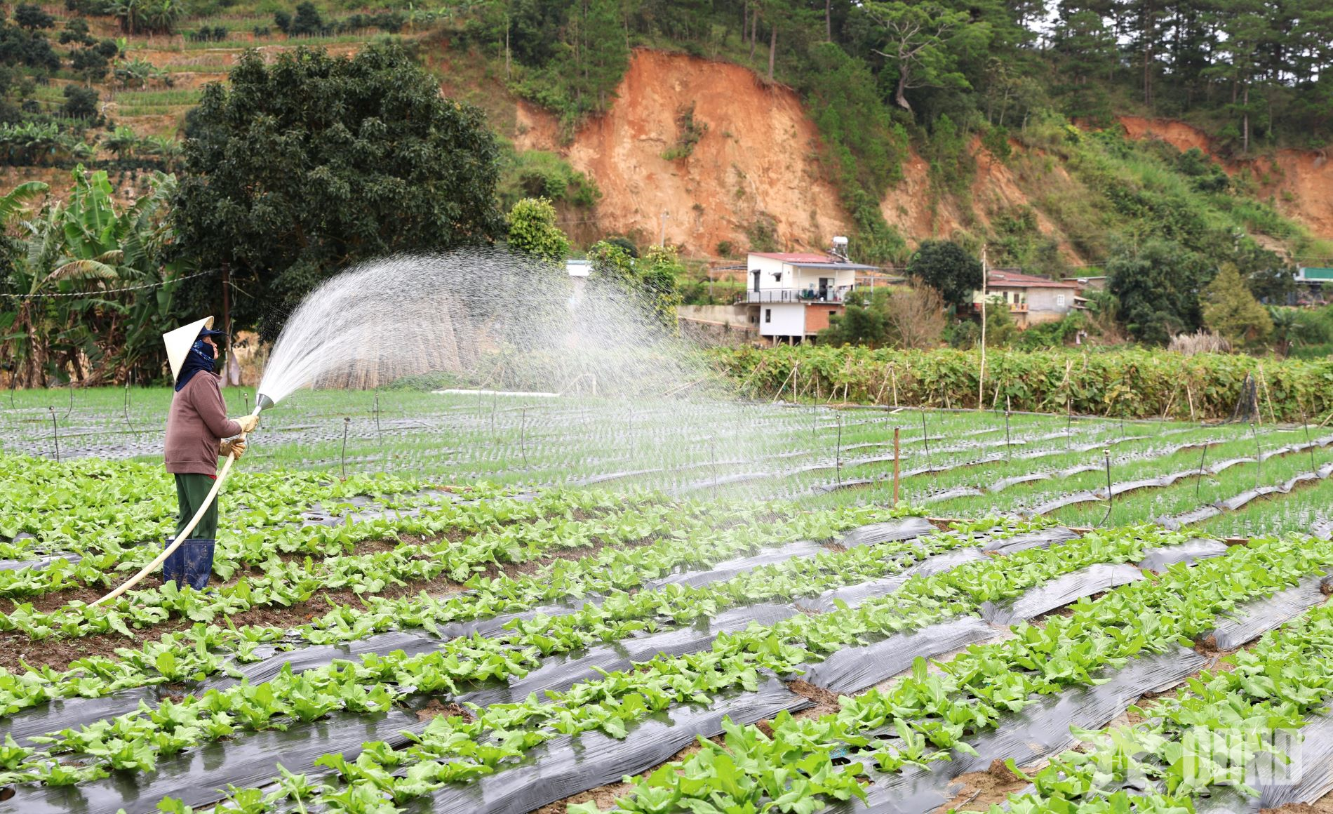 Lâm Đồng: Nguồn cung rau củ sụt giảm, giá cao