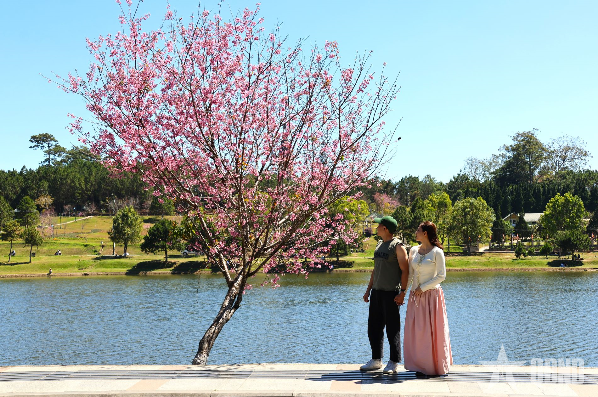 Đà Lạt: Lễ hội hoa mai anh đào kéo dài 1 tháng ngay trước Tết Nguyên đán