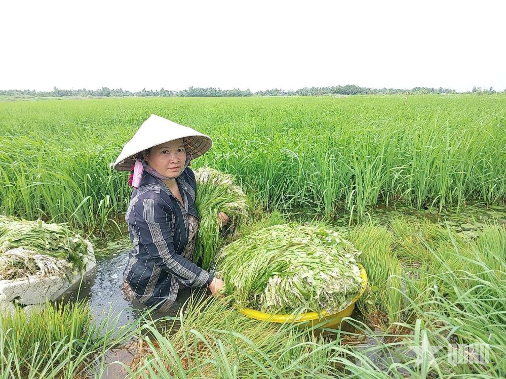 Hương vị đồng quê miền Tây