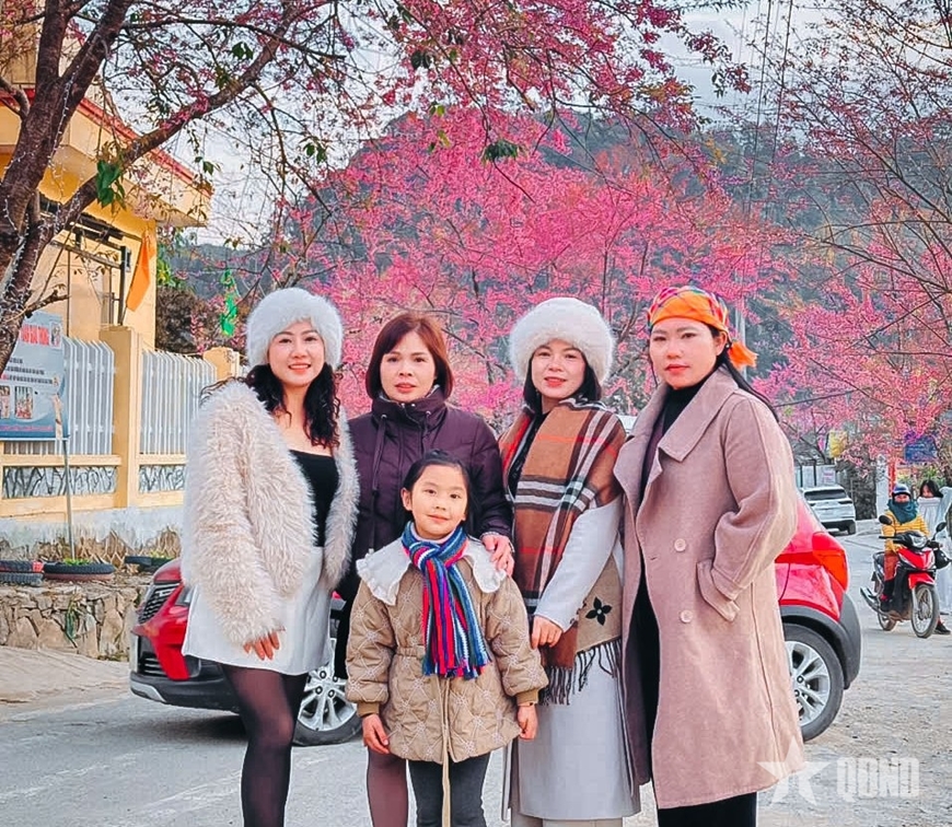 Tết Dương lịch “săn” mai anh đào bung nở miền đá xám
