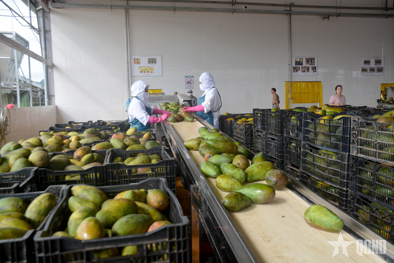 Giải mã xuất khẩu trái cây và rau quả Việt Nam năm 2025 đạt kỷ lục 