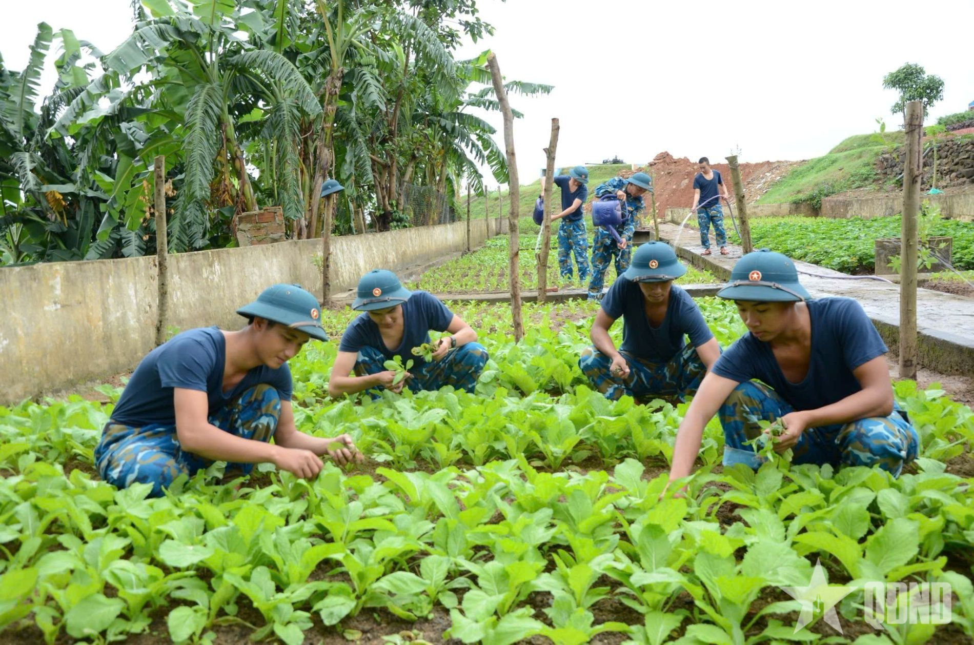 Hiệu quả từ công tác tăng gia sản xuất ở Trung đoàn Pháo phòng không 224