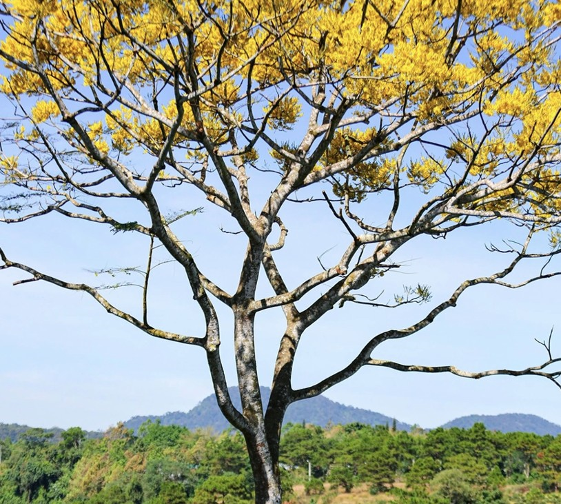 Phượng vàng rực rỡ trên cao nguyên B’lao ngày đầu năm 
