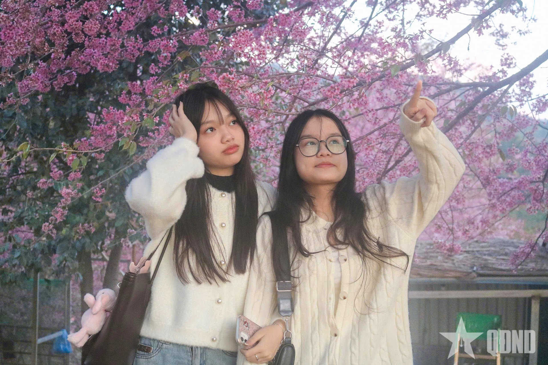 Mùa hoa tớ dày “đánh thức” tiềm năng du lịch Mù Cang Chải