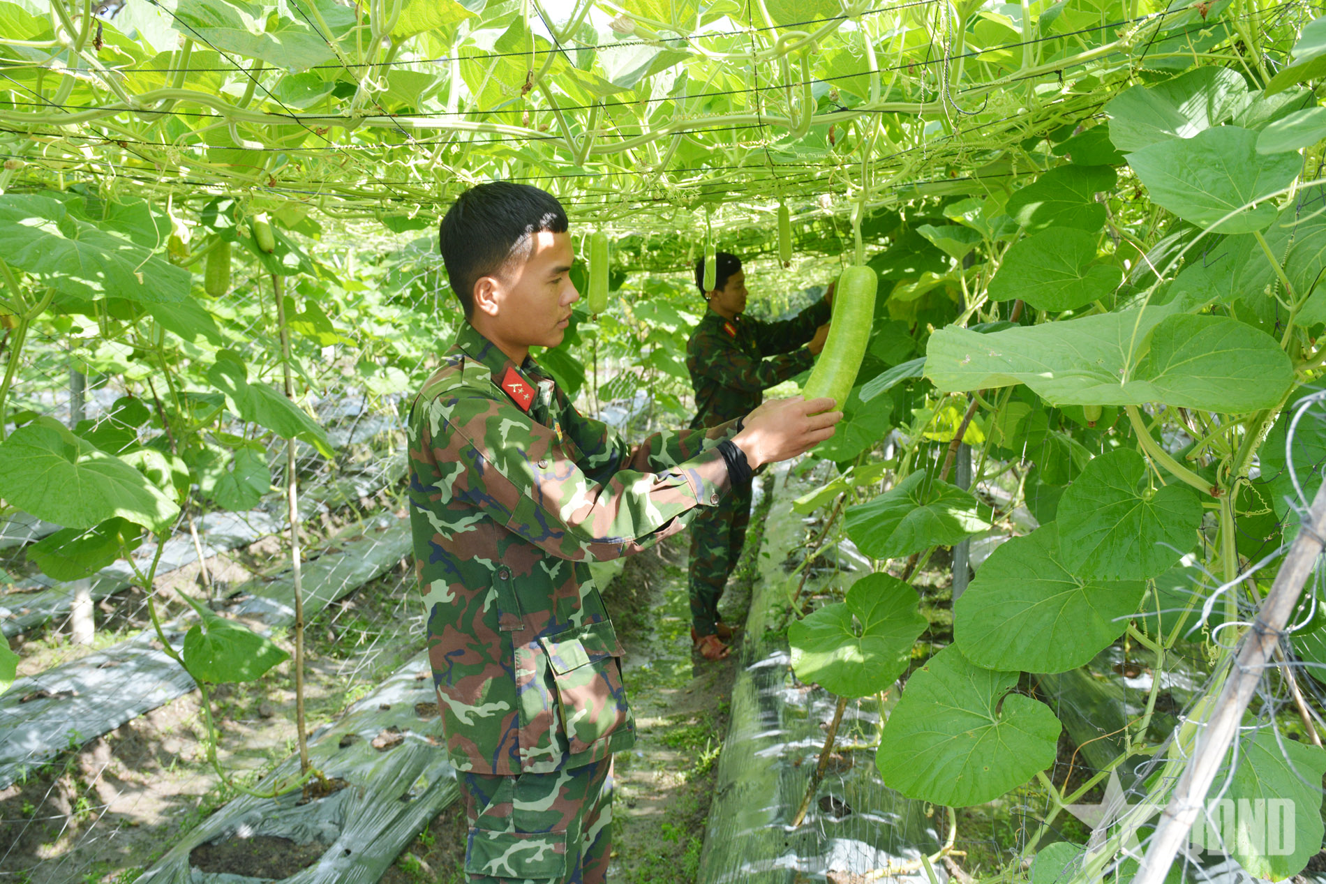 Hiệu quả từ những mô hình tăng gia sản xuất ở Quân khu 7