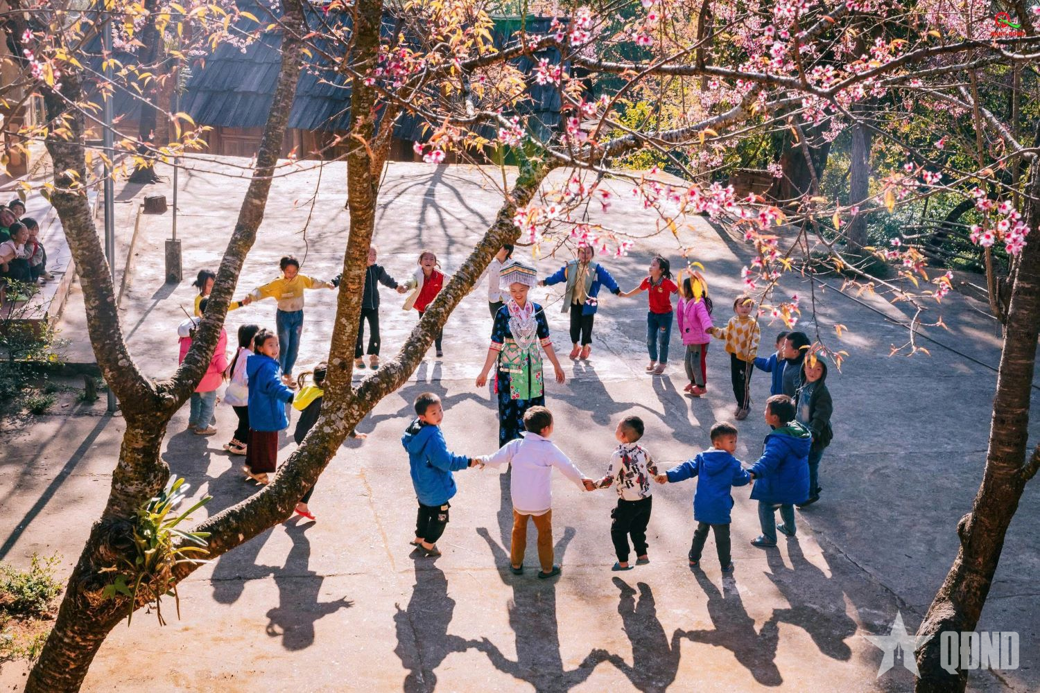 Nghệ An: Hồng thắm sắc hoa anh đào nơi bản làng biên giới