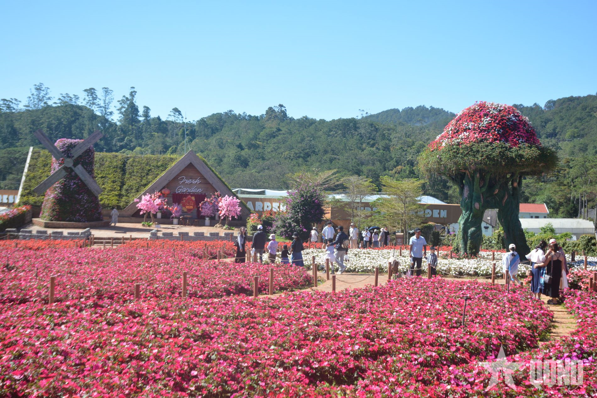 Lâm Đồng đón khoảng 650.000 lượt du khách trong dịp Tết Dương lịch năm 2026

