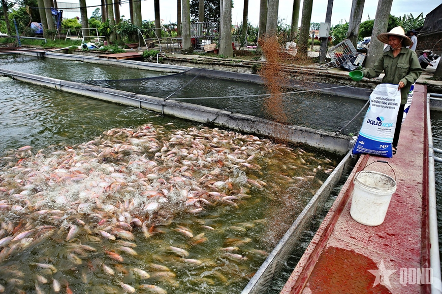 Việt Nam phấn đấu xuất khẩu thủy sản 11,5 tỷ USD năm 2026